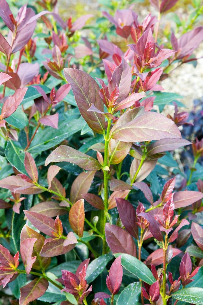 Coppertop™ - Viburnum odoratissimum from Evans Nursery