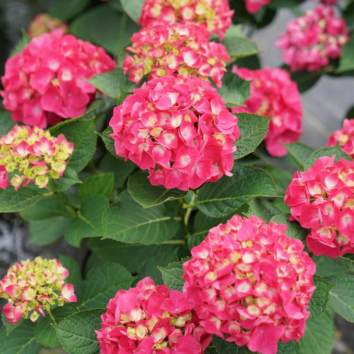 'Wee Bit Giddy®' Bigleaf Hydrangea - Hydrangea macrophylla from Evans Nursery