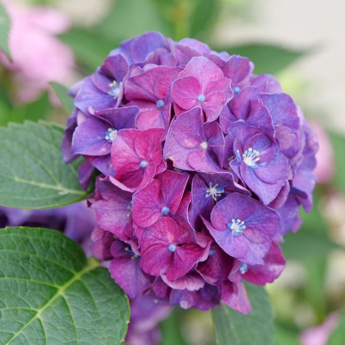 Wee Bit Grumpy® - Hydrangea macrophylla from Evans Nursery