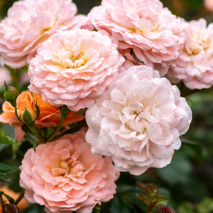 Apricot Drift® - Rosa hybrid from Evans Nursery