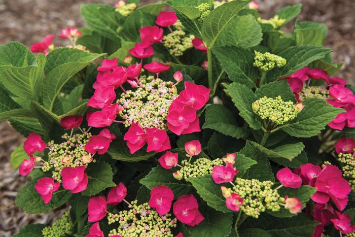 Cherry Explosion™ - Hydrangea macrophylla from Evans Nursery