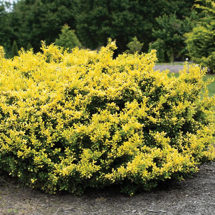 'Drops of Gold' Japanese Holly - Ilex crenata from Evans Nursery