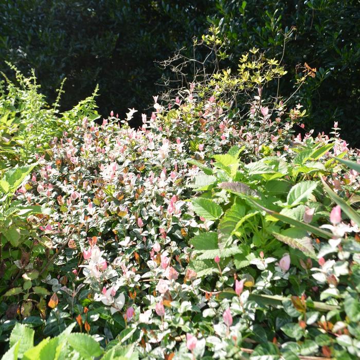 Asiatic Jasmine - 'Snow n Summer from Evans Nursery