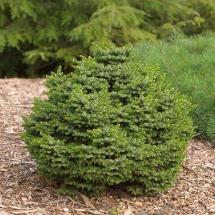 Dwarf Serbian Spruce - Picea omorika 'Nana' from Evans Nursery