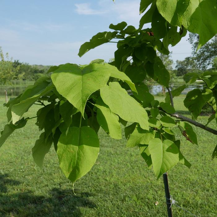 Northern Catalpa - Catalpa speciosa from Evans Nursery