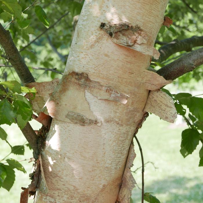 River Birch - Betula nigra from Evans Nursery