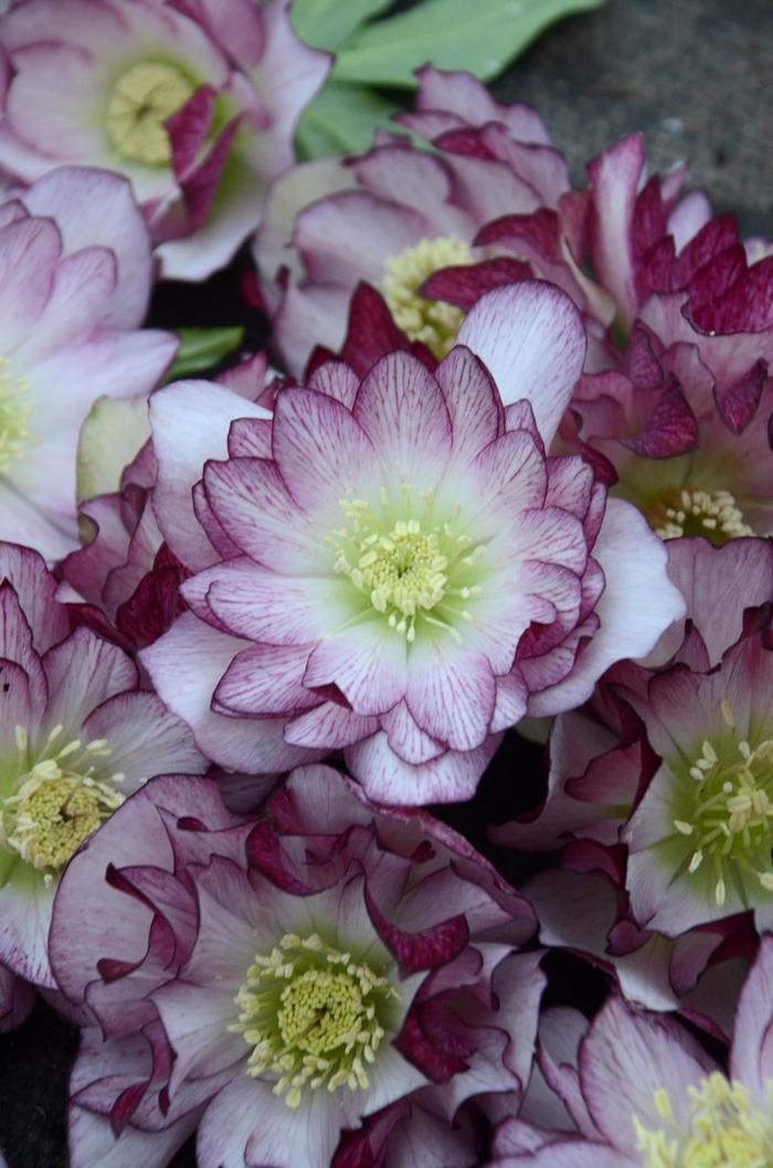 Wedding Party™ 'Blushing Bridesmaid' - Helleborus x from Evans Nursery