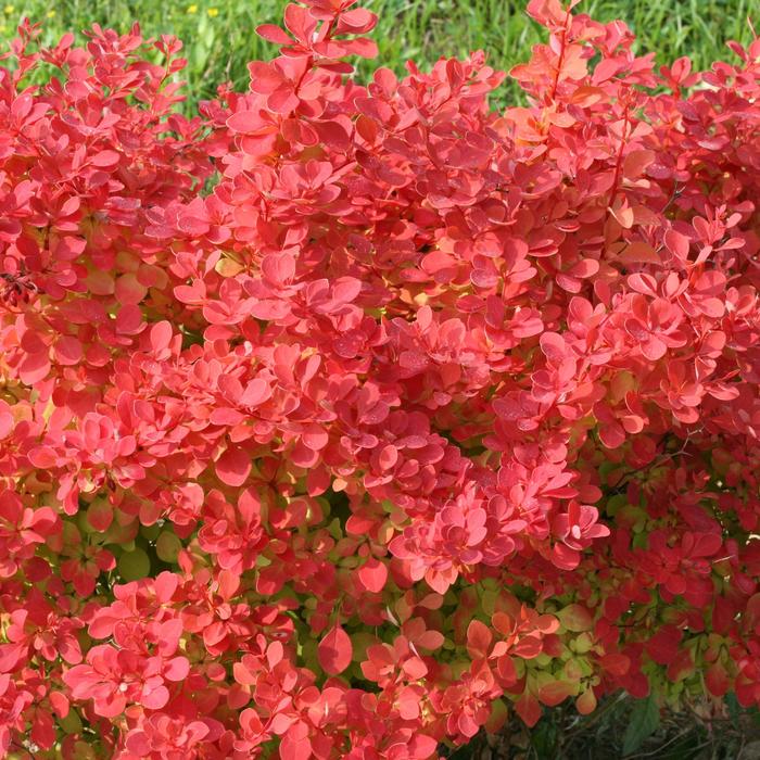 'Sunjoy Neo&trade;' Barberry - Berberis thunbergii from Evans Nursery