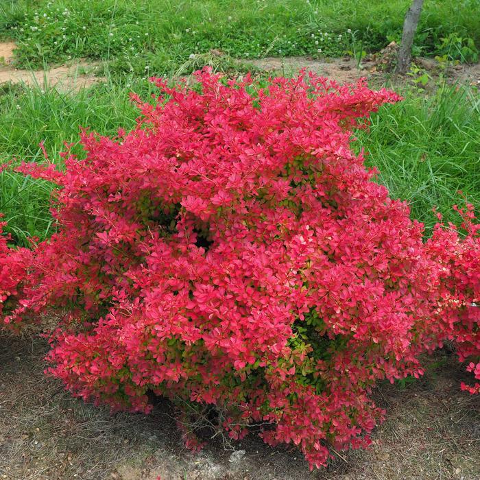 Sunjoy Neo® - Berberis thunbergii from Evans Nursery