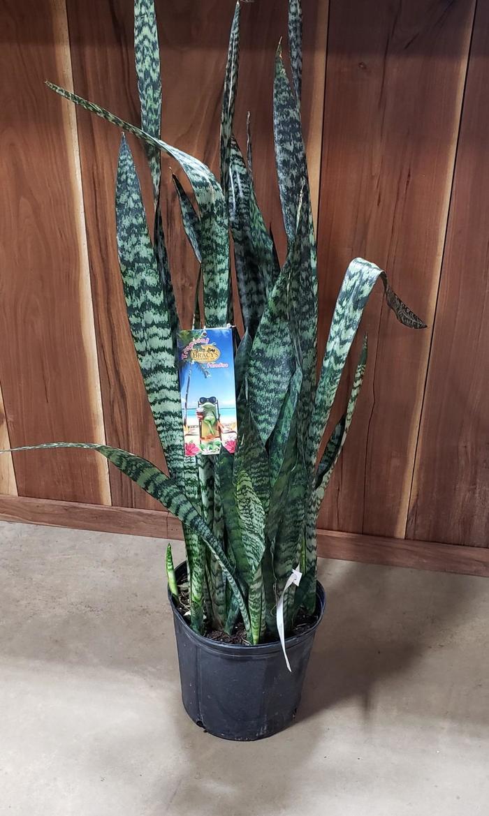 Snake Plant 'Black Coral' - Sansevieria Laurentiis from Evans Nursery