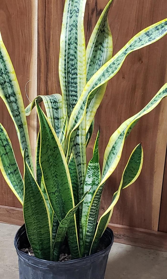 Snake Plant laurantii - Sansevieria from Evans Nursery