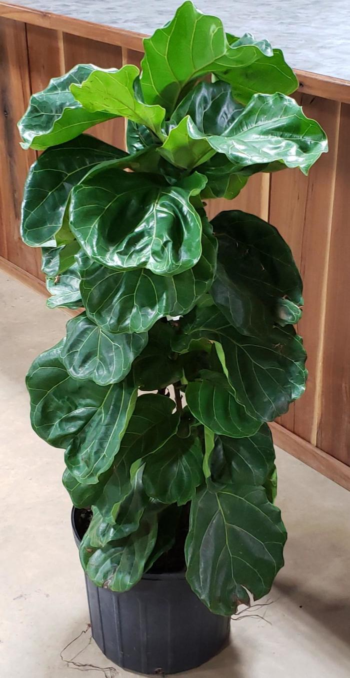 Fiddle-Leaf Fig - Ficus 'fiddle leaf' from Evans Nursery