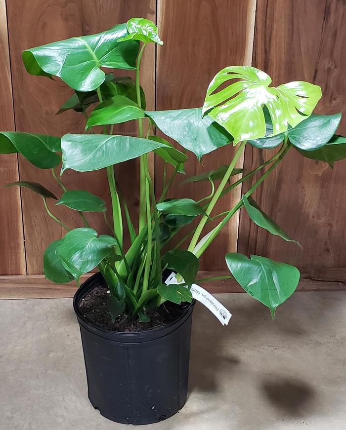 Split Leaf Philodendron - Monstera deliciosa 'Cheesecake' from Evans Nursery