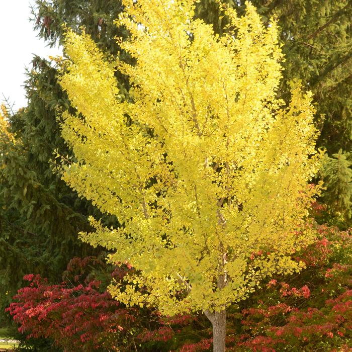 Ginkgo - Ginkgo biloba 'Autumn Gold' from Evans Nursery