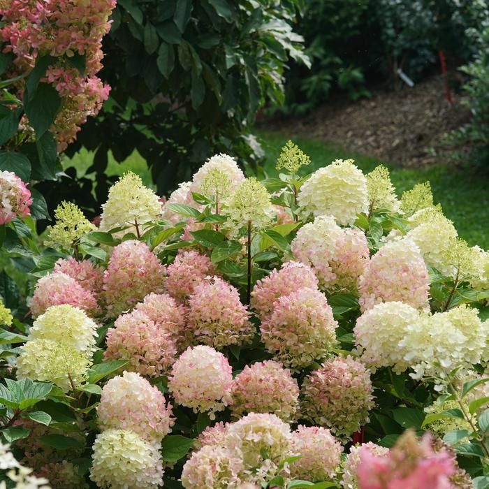 Fire Light Tidbit® - Hydrangea paniculata from Evans Nursery