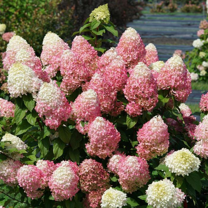 Quick Fire Fab® - Hydrangea paniculata from Evans Nursery