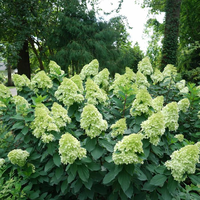 Limelight Prime® - Hydrangea paniculata from Evans Nursery