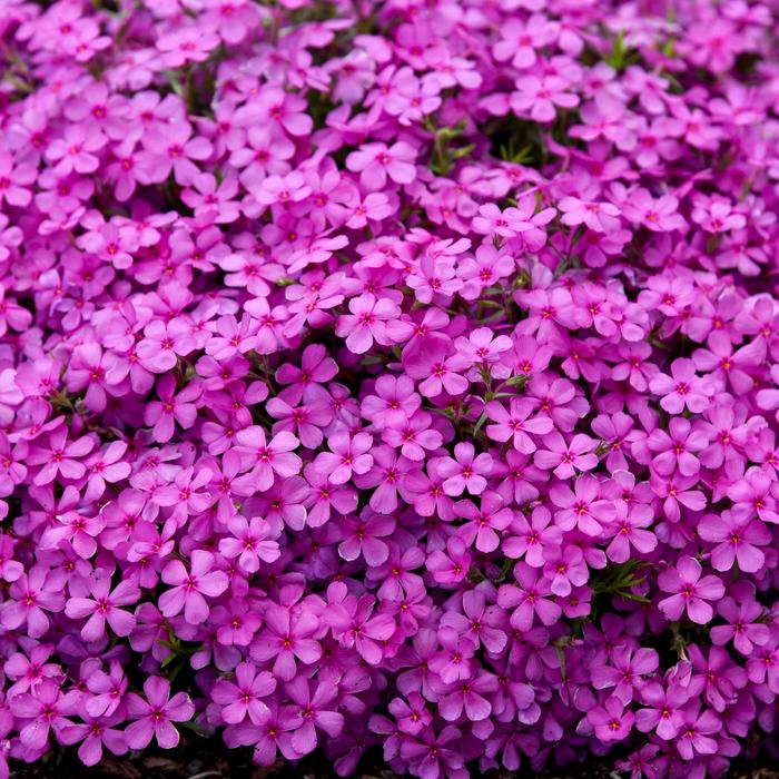 Spring Bling™ 'Ruby Riot' - Phlox (Creeping Phlox) from Evans Nursery