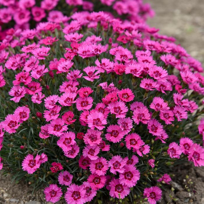 'Paint the Town Fancy' - Dianthus hybrid from Evans Nursery
