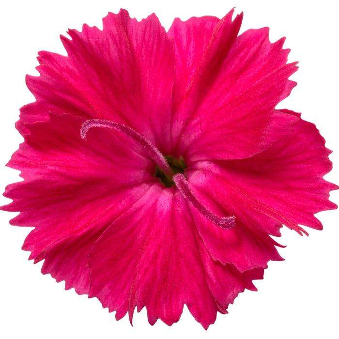 'Paint the Town Red' - Dianthus hybrid from Evans Nursery