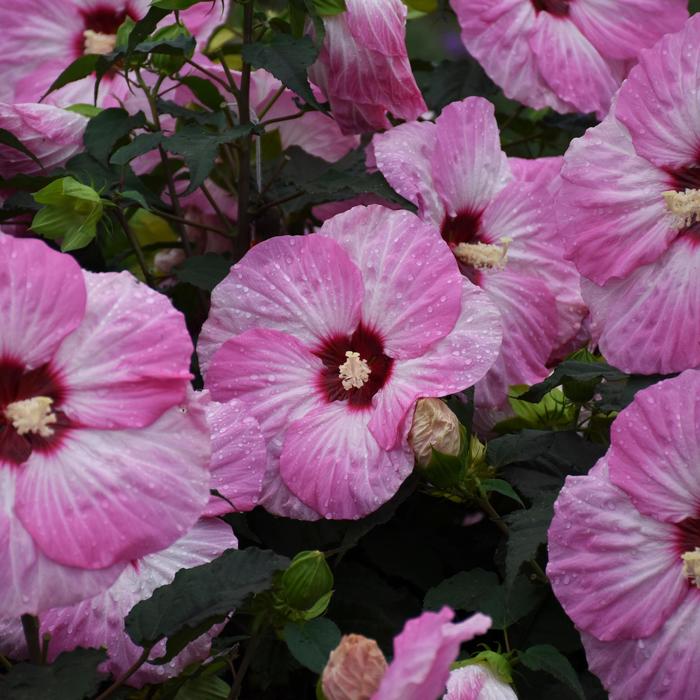 Summerific® 'Spinderella' - Hibiscus hybrid from Evans Nursery