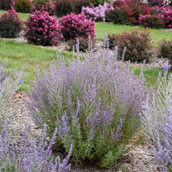 'Sage Advice' - Perovskia atriplicifolia from Evans Nursery