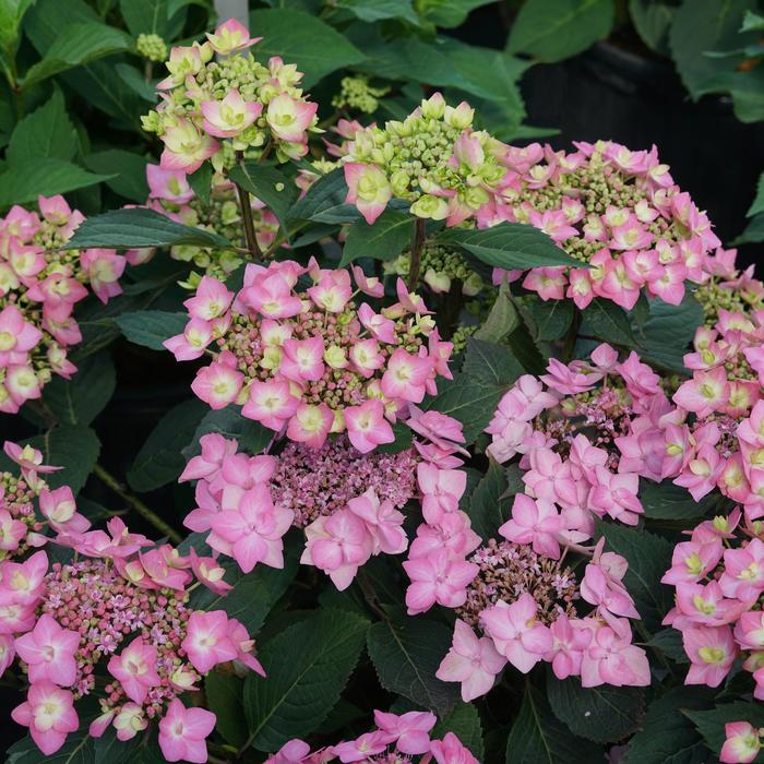 Let's Dance Can Do® - Hydrangea serrata from Evans Nursery