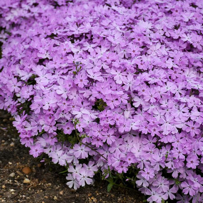 Spring Bling™ 'Pink Sparkles' - Hybrid Spring Phlox from Evans Nursery