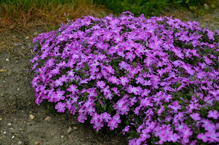 Spring Bling™ 'Rose Quartz' Creeping Phlox - Phlox subulata from Evans Nursery