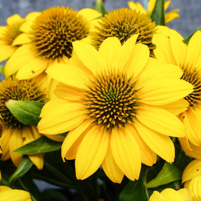 Sombrero Poco™ Yellow - Echinacea purpurea from Evans Nursery