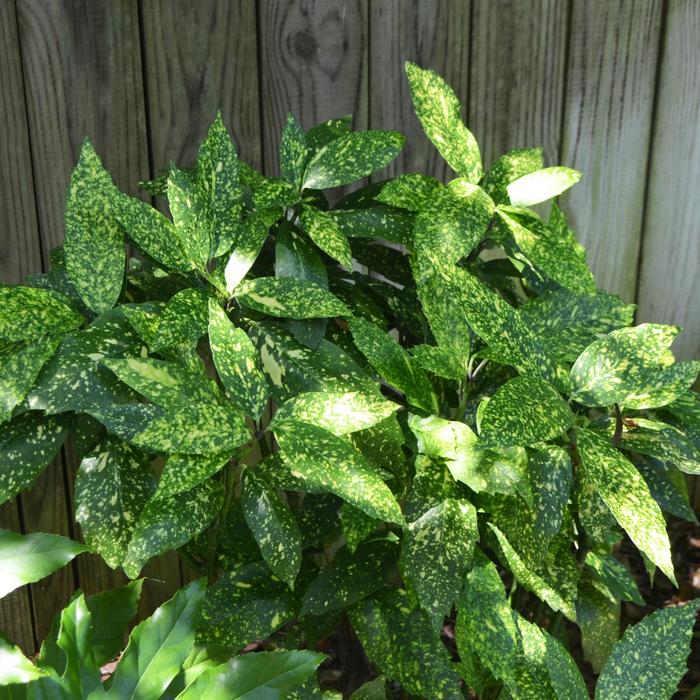 'Gold Dust' - Aucuba japonica from Evans Nursery