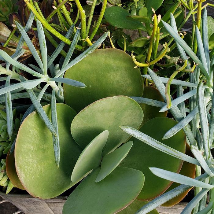 Succulent Combo - Sucus from Evans Nursery