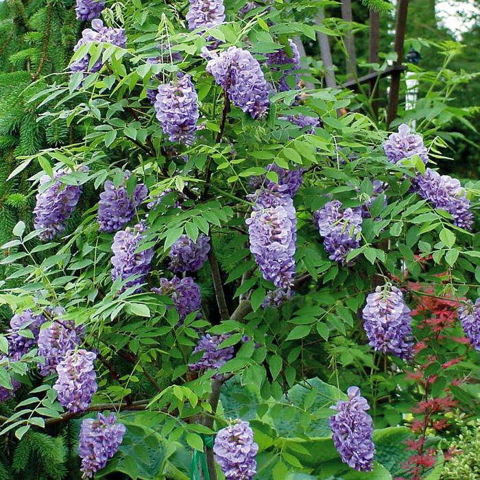 Amethyst Falls Wisteria - from Evans Nursery