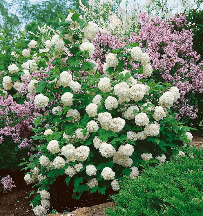 Chinese Snowball Bush - Viburnum macrocephalum from Evans Nursery