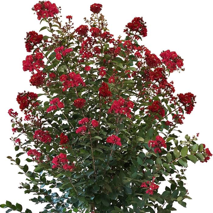 Colorama™ Scarlet - Lagerstroemia 'JM1' PP31585 (Crape Myrtle) from Evans Nursery