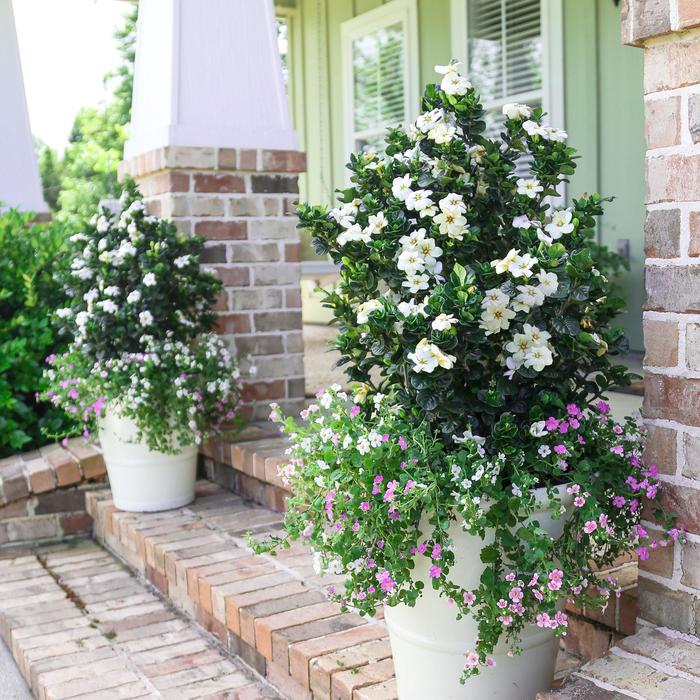 Diamond Spire® - Gardenia from Evans Nursery