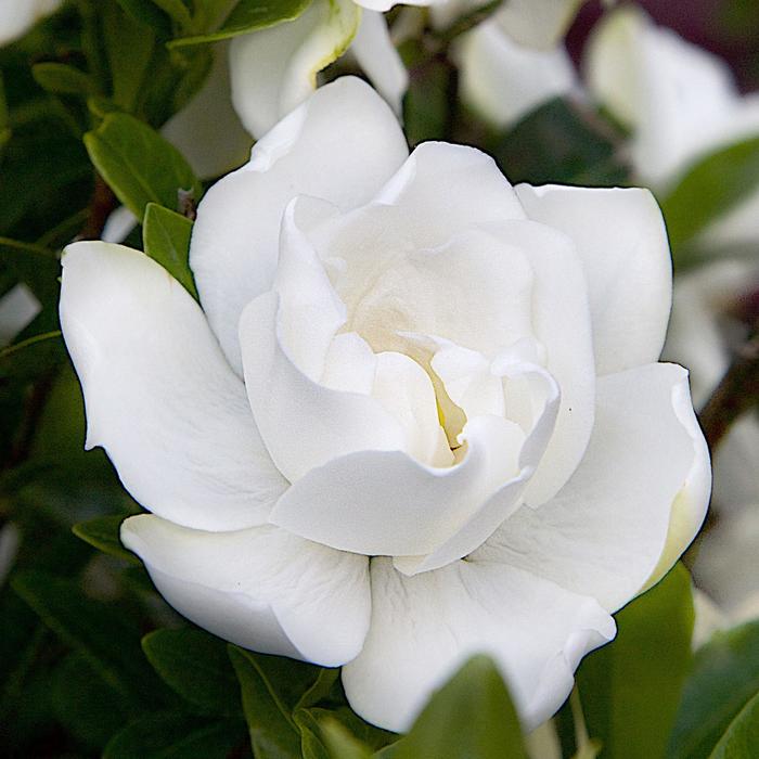 Jubilation™ - Gardenia jasminoides from Evans Nursery