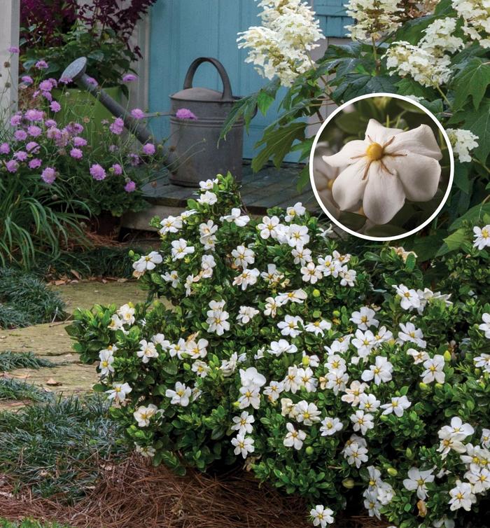 ScentAmazing™ - Gardenia jasminoides 'Leetwo' PP27601 from Evans Nursery