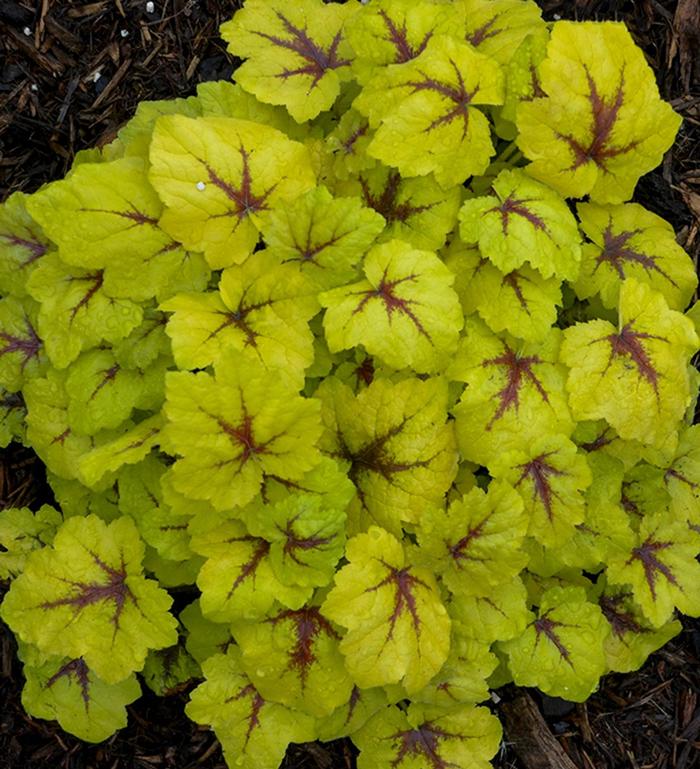 'Catching Fire' - Heucherella from Evans Nursery