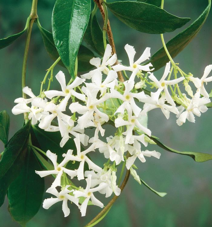 Asian Jasmine - Trachelospermum asiatcium from Evans Nursery