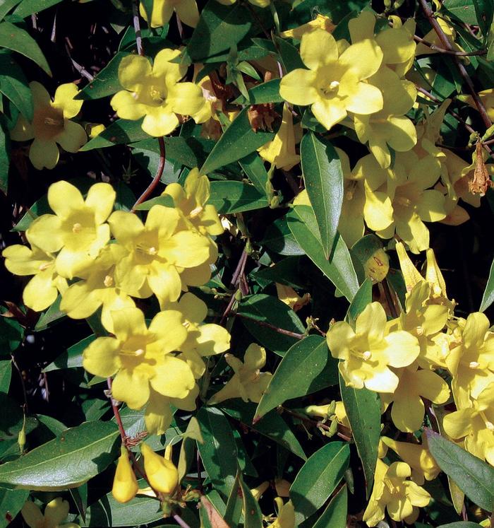 Carolina Jasmine - Gelsemium sempervirens from Evans Nursery