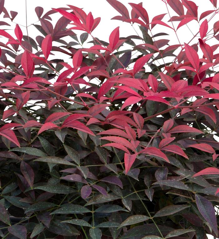 'Flirt™' Heavenly Bamboo - Nandina domestica from Evans Nursery