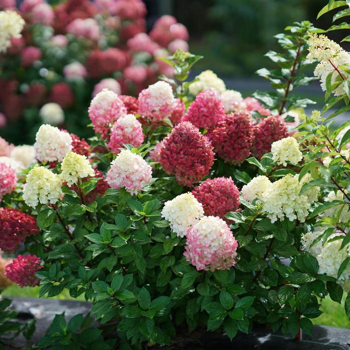 Little Lime Punch™ Panicle Hydrangea - Hydrangea paniculata 'SMNHPH' PP 33207, Can PBRAF (Panicle Hydrangea) from Evans Nursery