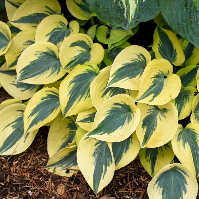 Shadowland® Autumn Frost - Hosta hybrid from Evans Nursery