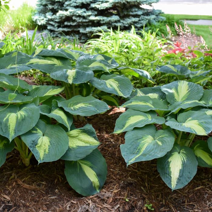 Shadowland® Hudson Bay - Hosta ''Hudson Bay'' PP23598, Can 4947 (Hosta) from Evans Nursery