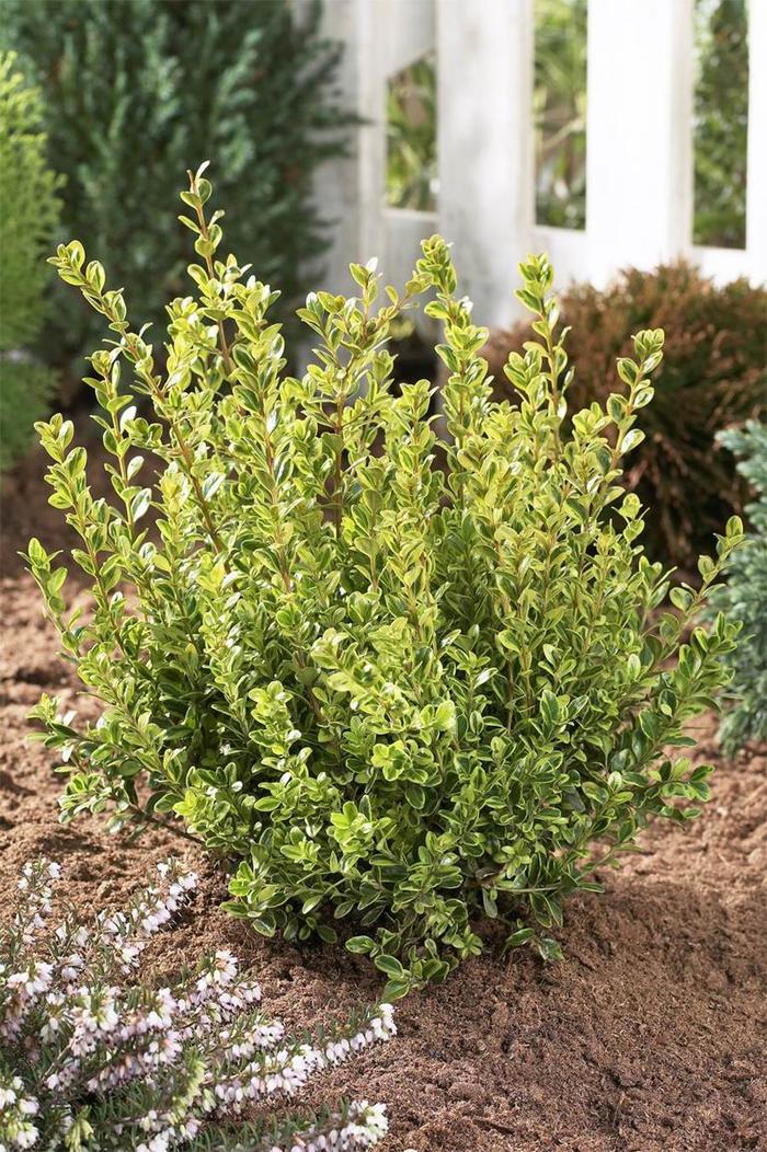 Golden Dream™ Boxwood - Buxus microphylla from Evans Nursery