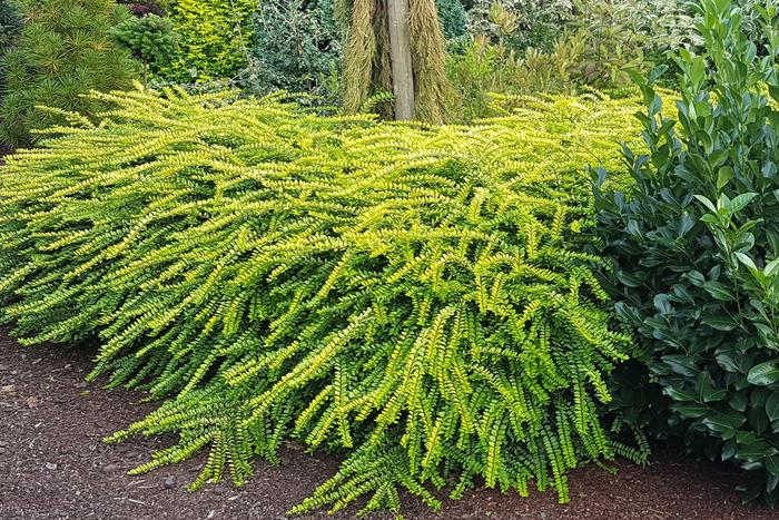 Thunderbolt™ Golden Glow - Lonicera nitida ''Golden Glow'' PP26598 (Honeysuckle) from Evans Nursery