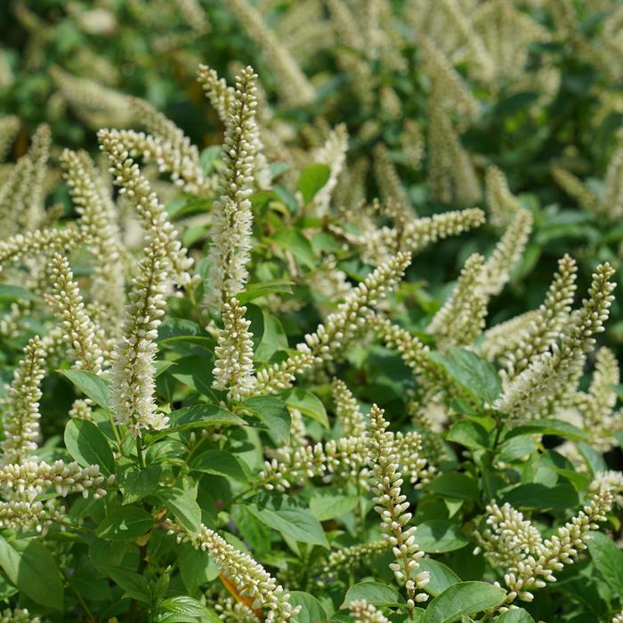 Fizzy Mizzy® Sweetspire - Itea virginica from Evans Nursery