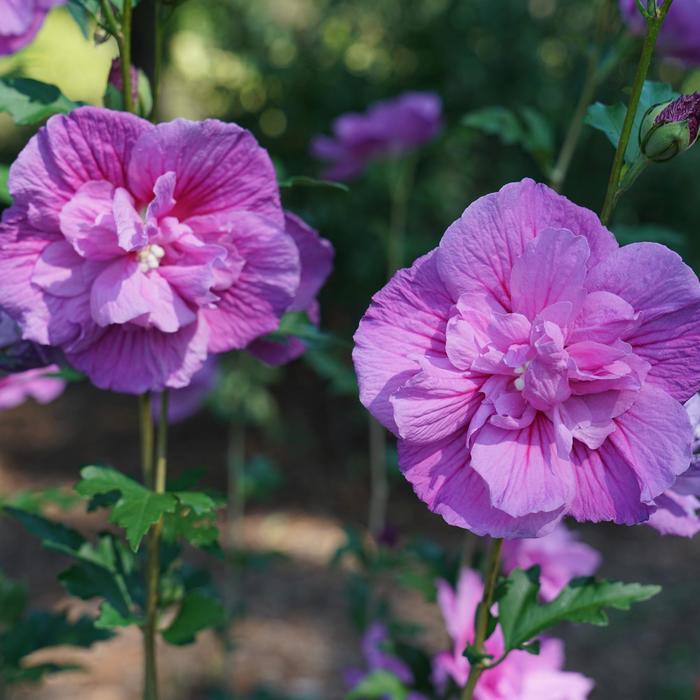 Chiffon® Dark Lavender - Hibiscus syriacus from Evans Nursery