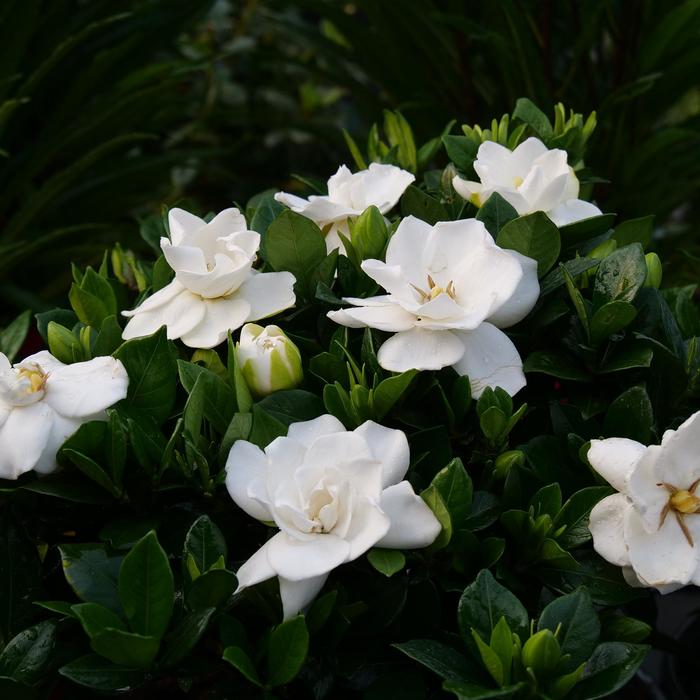 Steady As She Goes® - Gardenia jasminoides from Evans Nursery